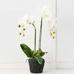 Blume 2 Stem Orchid