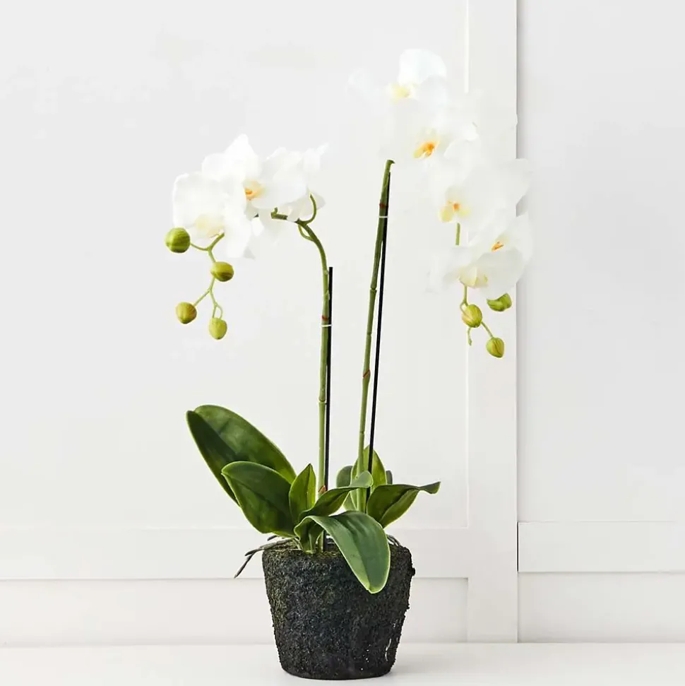 Blume 2 Stem Orchid