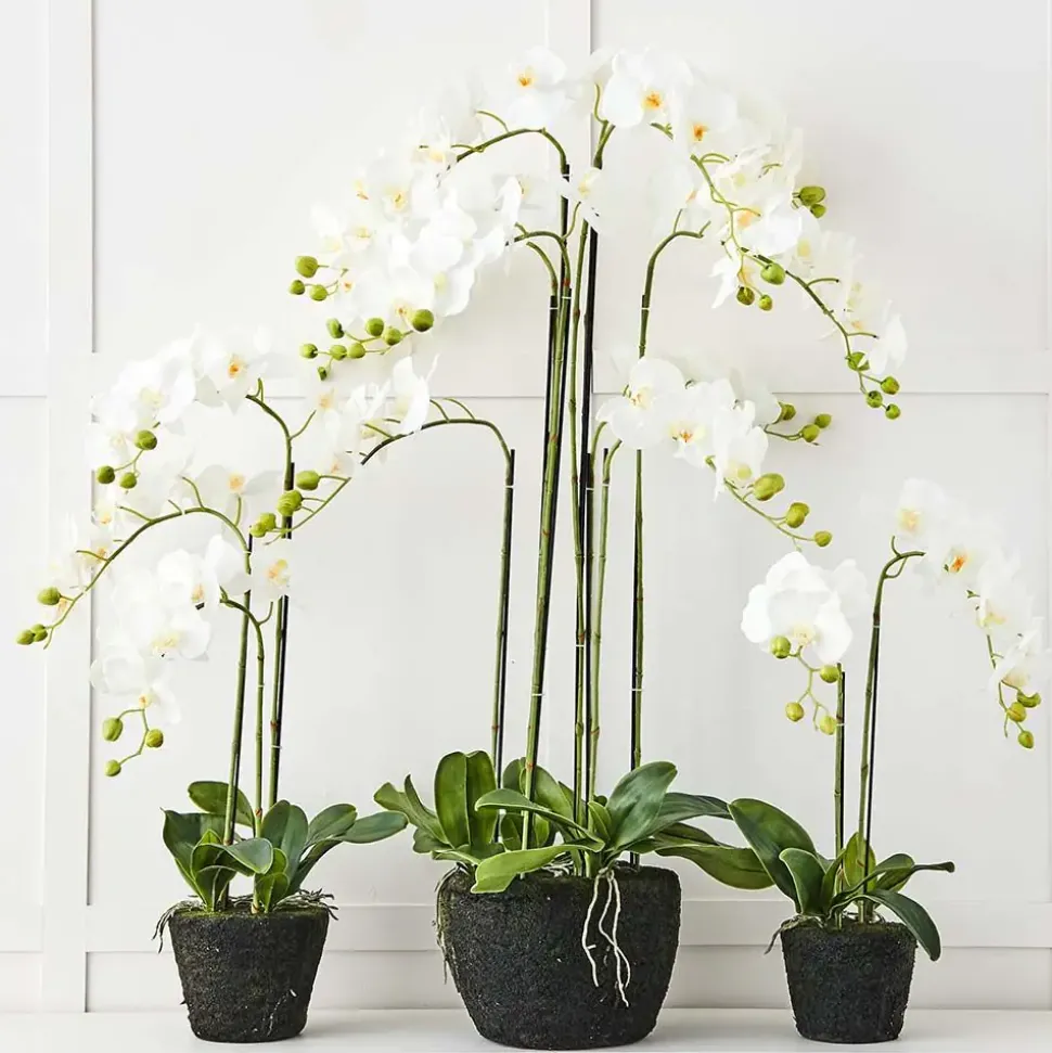 Blume 2 Stem Orchid