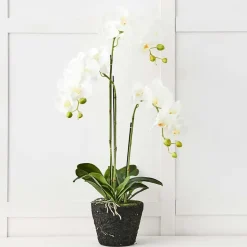 Blume 3 Stem Orchid