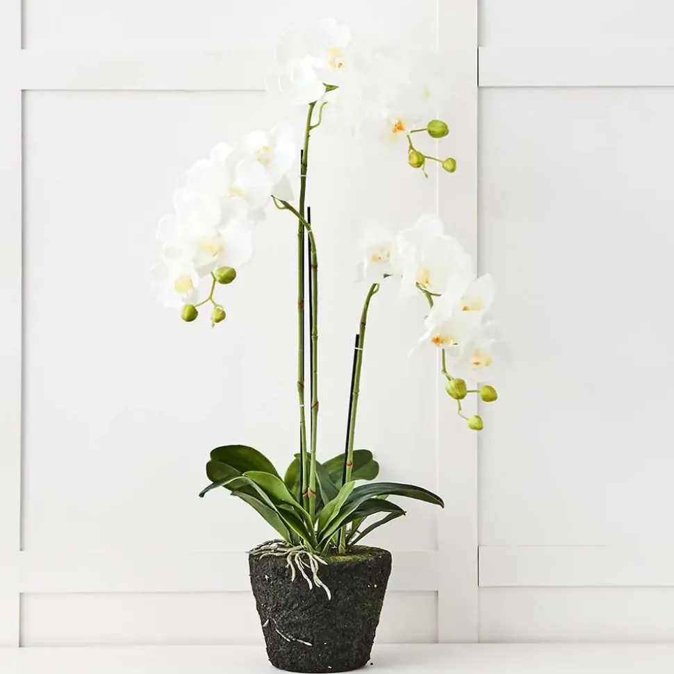 Blume 3 Stem Orchid