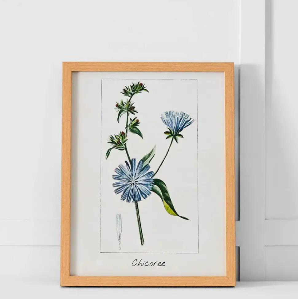 Chicoree Print 36x46