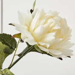 Dahlia Flower Stem