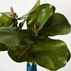 Fig Leaf Stem