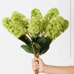 Green Skimmia Stem