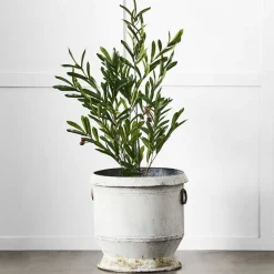 Gruyere Flowerpot L