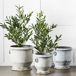 Gruyere Flowerpot M