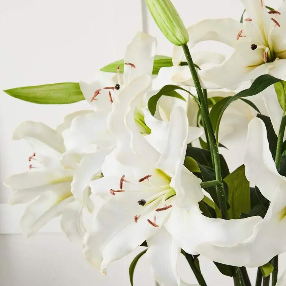 Lily Stem