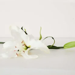 Lily Stem
