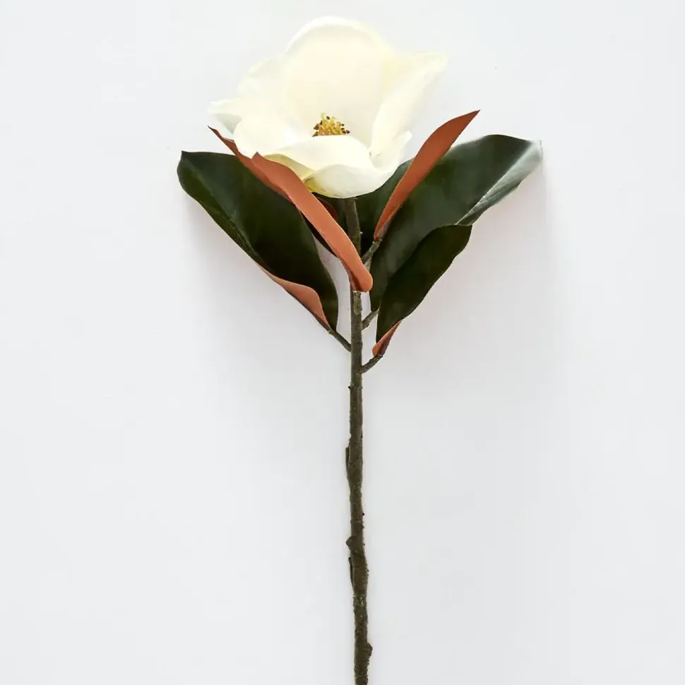 Magnolia Flower Stem