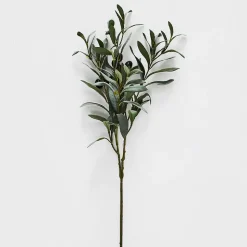 Olive Stem