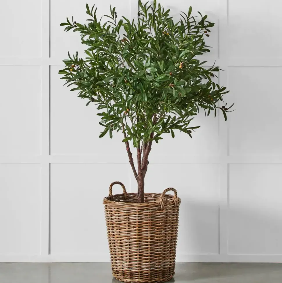 Olive Tree