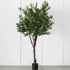 Olive Tree