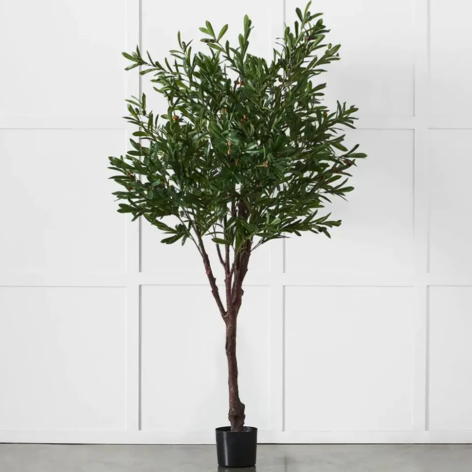 Olive Tree
