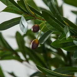 Olive Tree