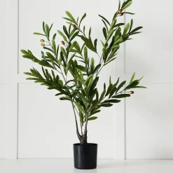 Olive Tree
