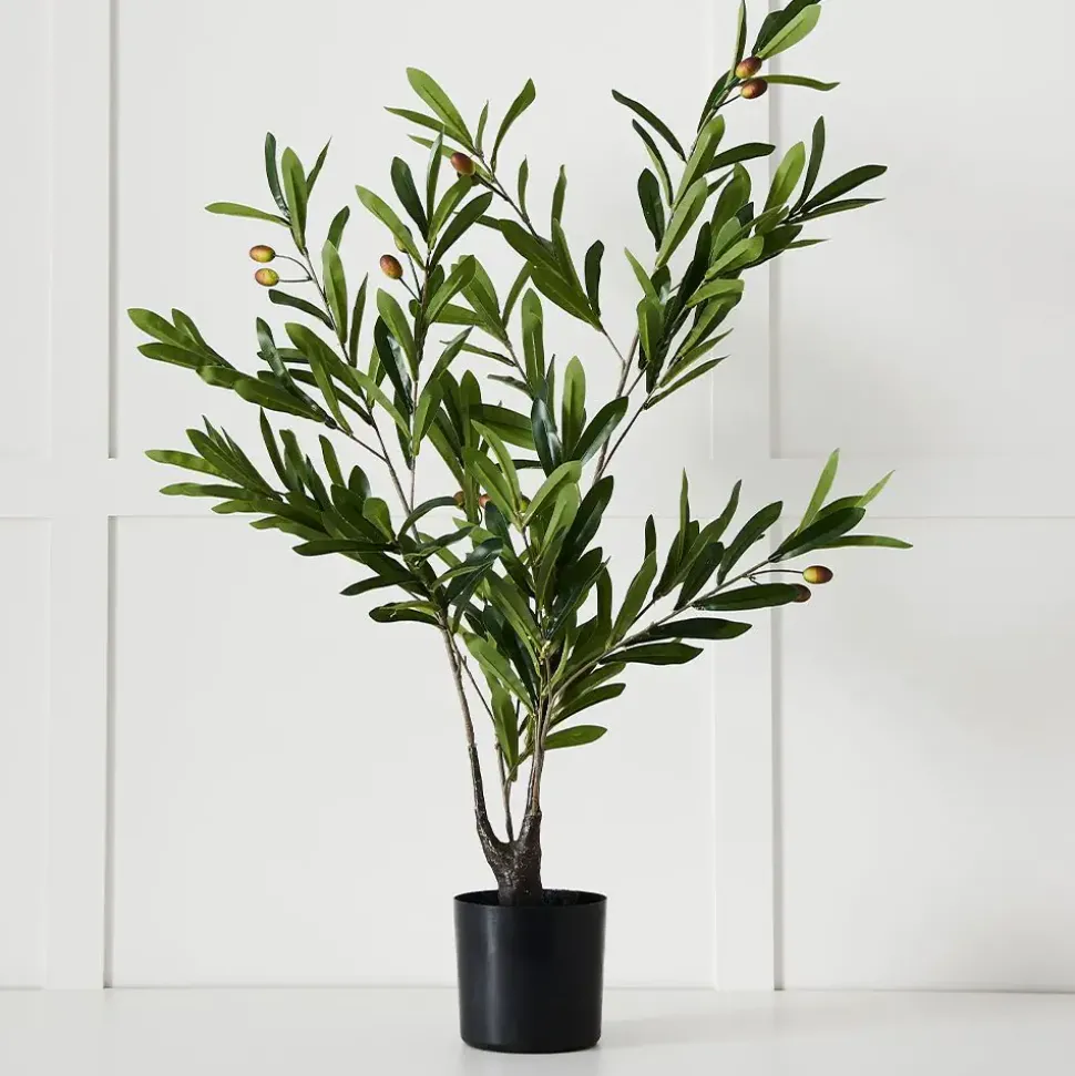 Olive Tree