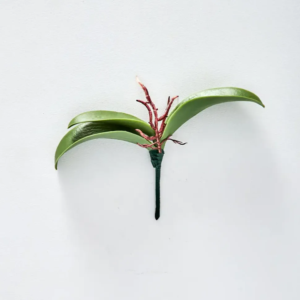 Orchid Leaf