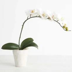 Orchid Leaf