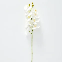Orchid Stem