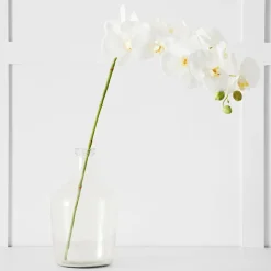 Orchid Stem