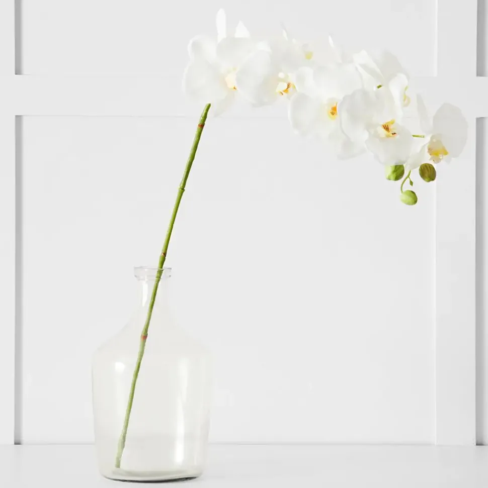 Orchid Stem