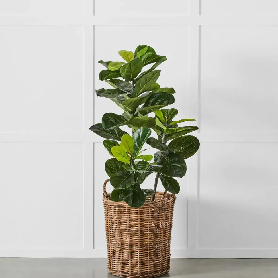 Potted Ficus