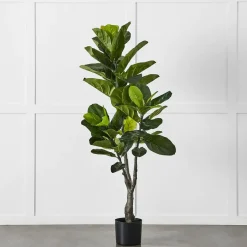 Potted Ficus