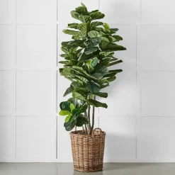 Potted Ficus XL