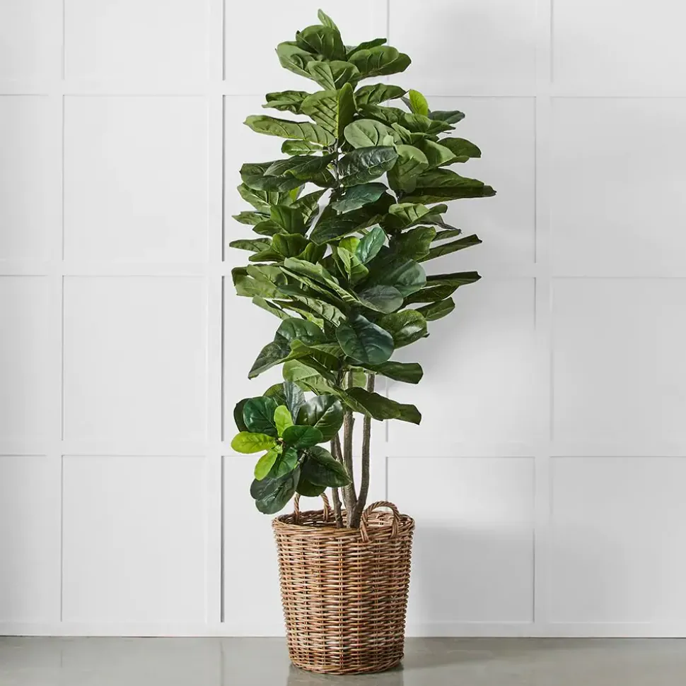 Potted Ficus XL