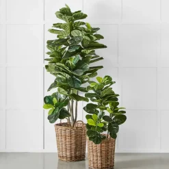Potted Ficus XL