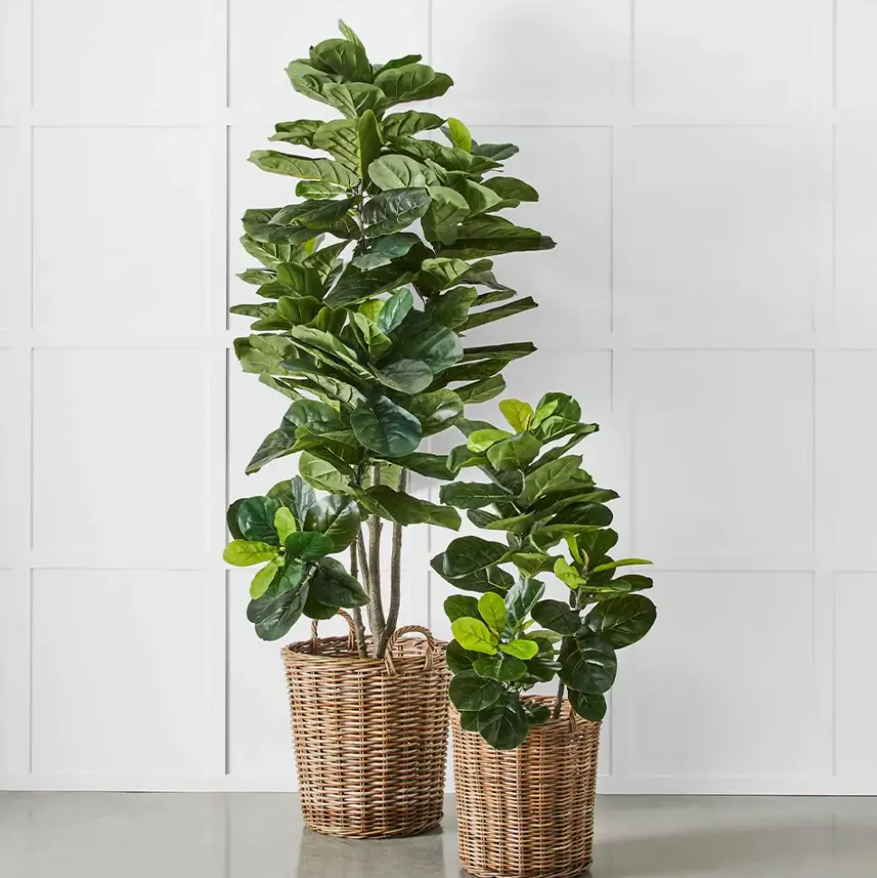Potted Ficus XL
