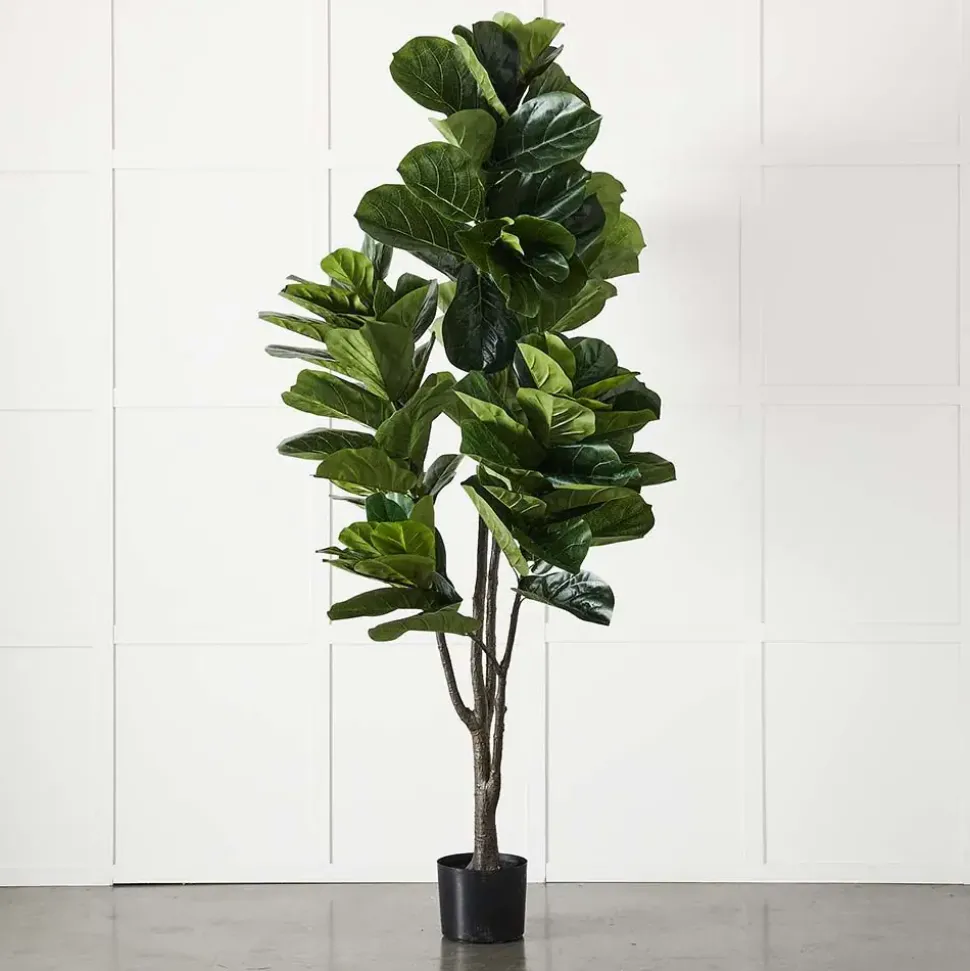 Potted Ficus XL
