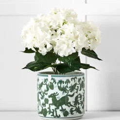 Potted Hydrangea Flower