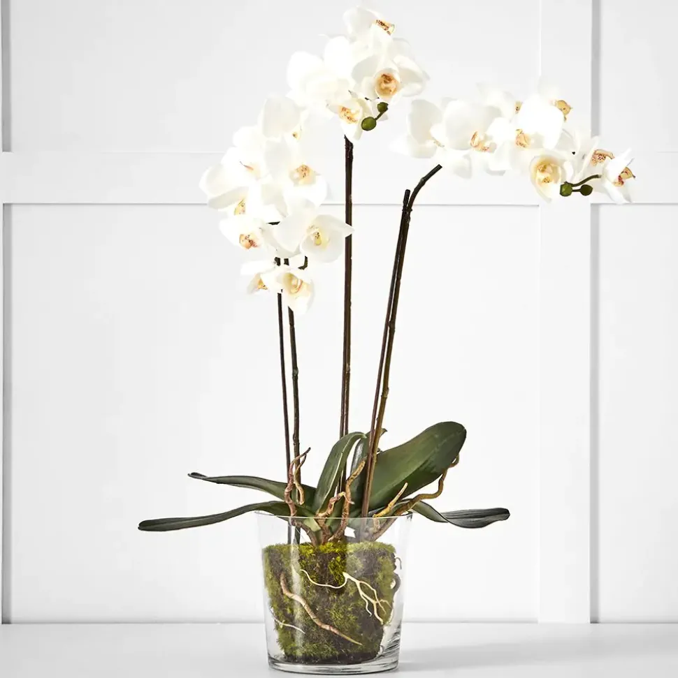 Potted Orchid