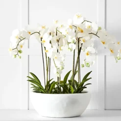 Potted Orchid