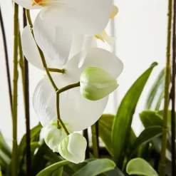 Potted Orchid