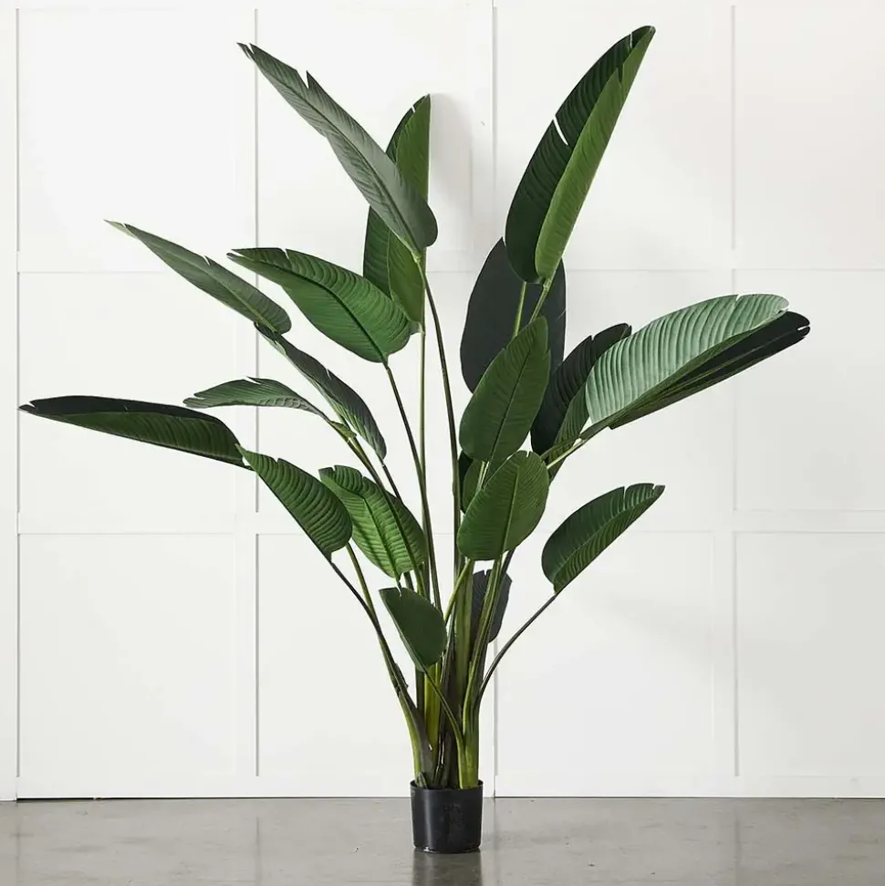 Potted Plant Palm