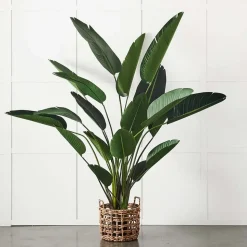 Potted Plant Palm