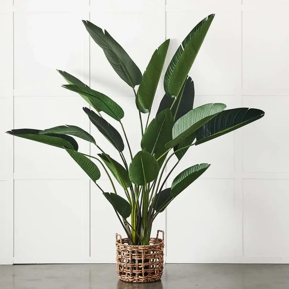 Potted Plant Palm
