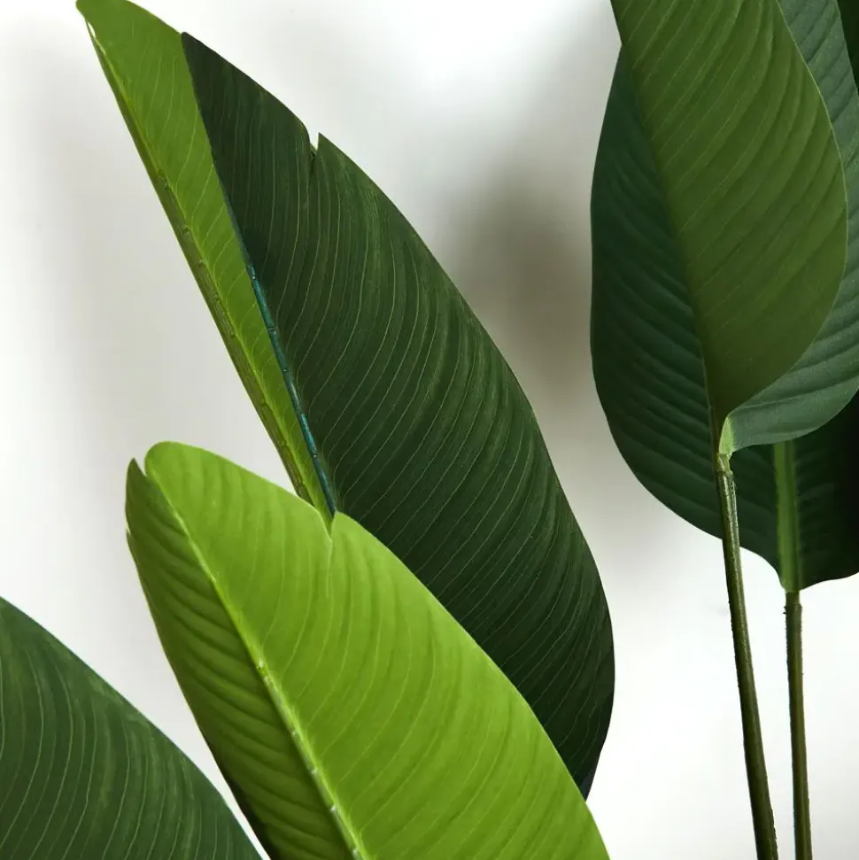 Potted Plant Palm